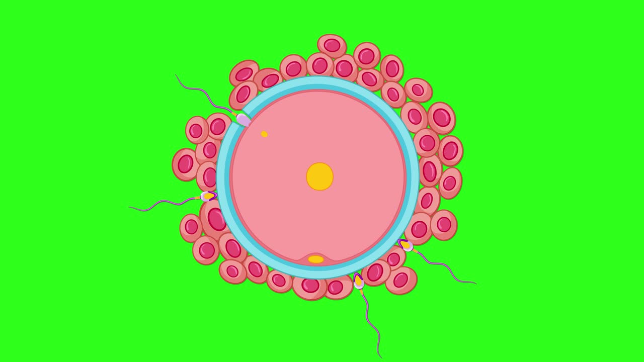 Animated sperm cells swim toward a human egg cell, bright green background, simple vector style