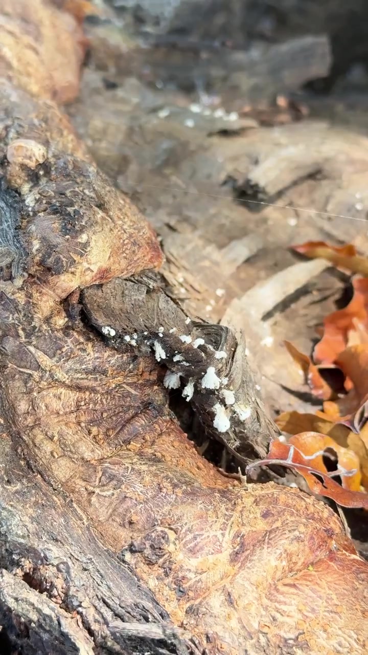 Piccoli funghi bianchi che crescono su corteccia d'albero in decomposizione nella foresta