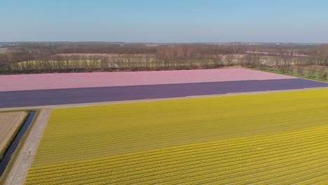 dutch landscape with beautiful field of hyacinth flowers - aerial drone shot