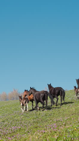 las hembras activas con pequeños potros corren a lo largo de la exuberante pradera en la colina en cámara lenta. las yeguas de pura sangre con cachorros sanos pastan en el desierto en el día de otoño.