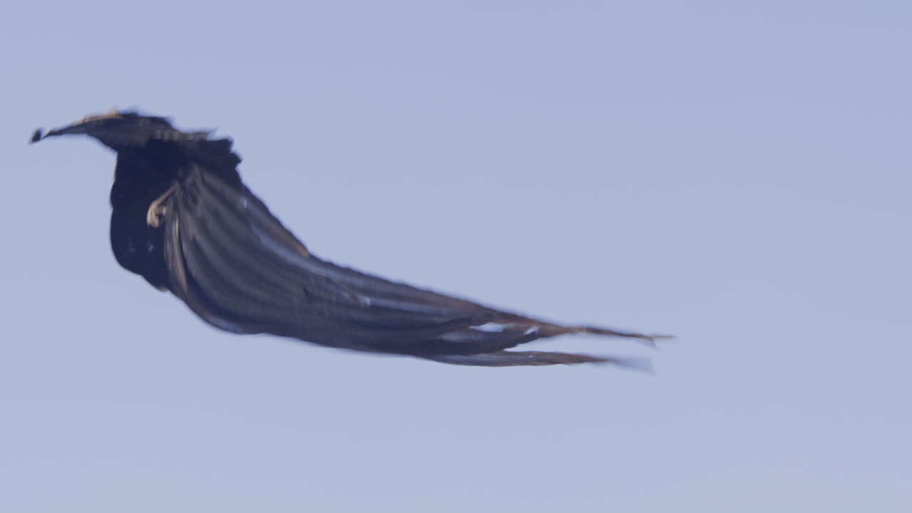Black Bird with Long Tail Flying Against Blue Sky