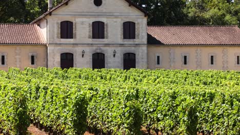 grape vines and estate building in saint emilion