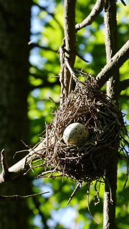 bird's nest with eggs