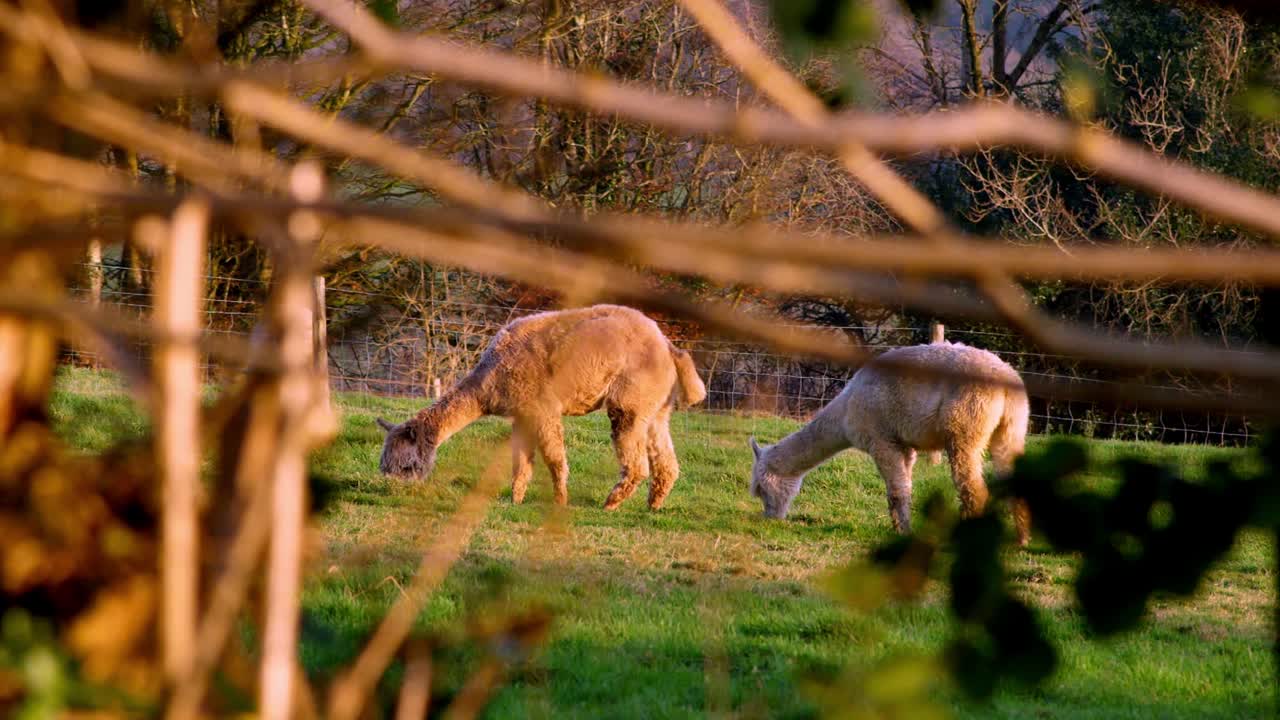 Alpakas weiden im Sonnenuntergangslicht mit Hecke oder Zweigen im Vordergrund