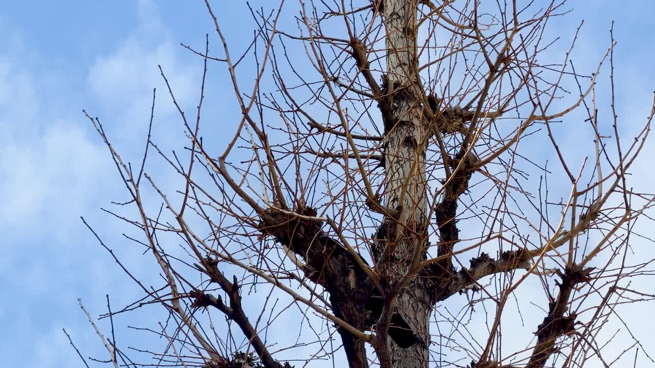 Low angle shot of gnarled deciduous tree branches under a bright blue winter sky