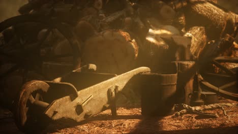 preparation of firewood for the winter in forest at sunset