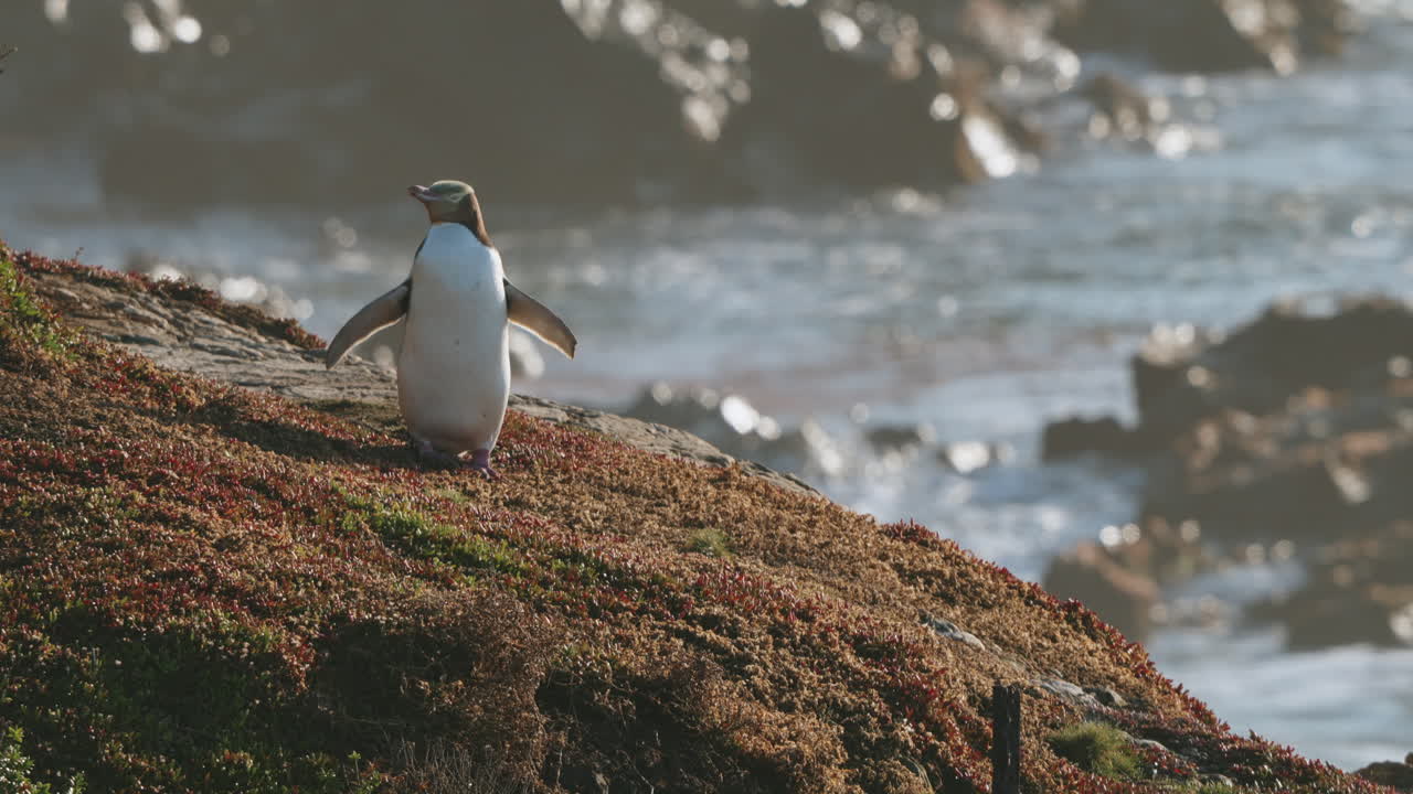 vista panorámica de un pingüino de ojos amarillos en el punto de katiki al amanecer en nueva zelanda - amplio
