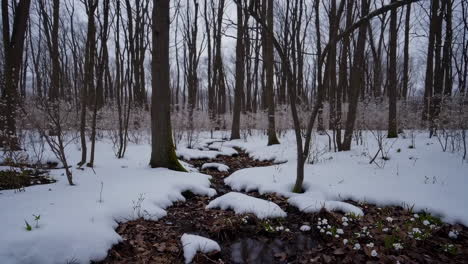 snowy forest stream in early spring