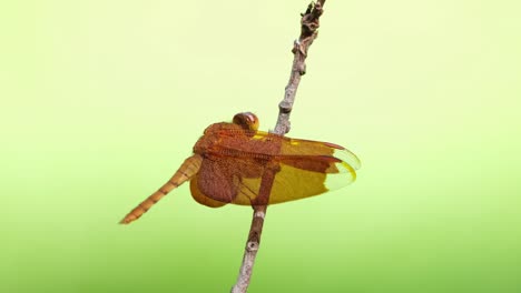 gavilán rojo, neurothemis fluctuans
