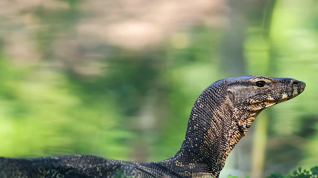Close-up of a monitor lizard's head and neck amidst vibrant green foliage.