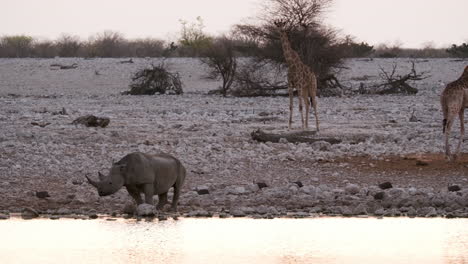 black rhino drinking in the river with guineafowl and giraffe in the background during sunset in africa