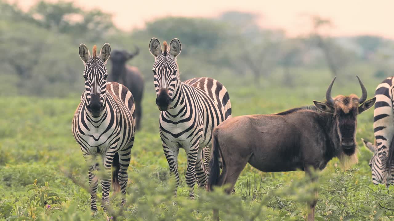 Zebra Herd at Sunset in Serengeti in Tanzania, Lots of Zebras and Wildebeest in Africa Migrating during Great Migration, Close up of a Group of Zebra in Beautiful Warm Orange Light