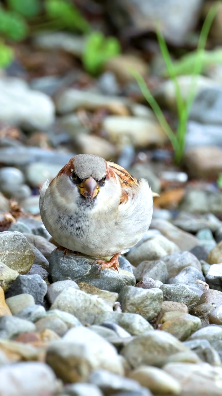 A sparrow searches for food among pebbles, captured in natural light with close-up detail