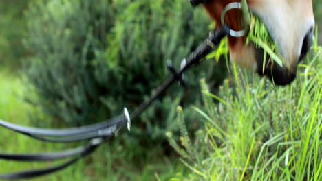 horse chomping down on grass