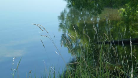 Serenidad-A-Orillas-Del-Lago:-La-Hierba-Se-Mece-Elegantemente-Con-El-Viento