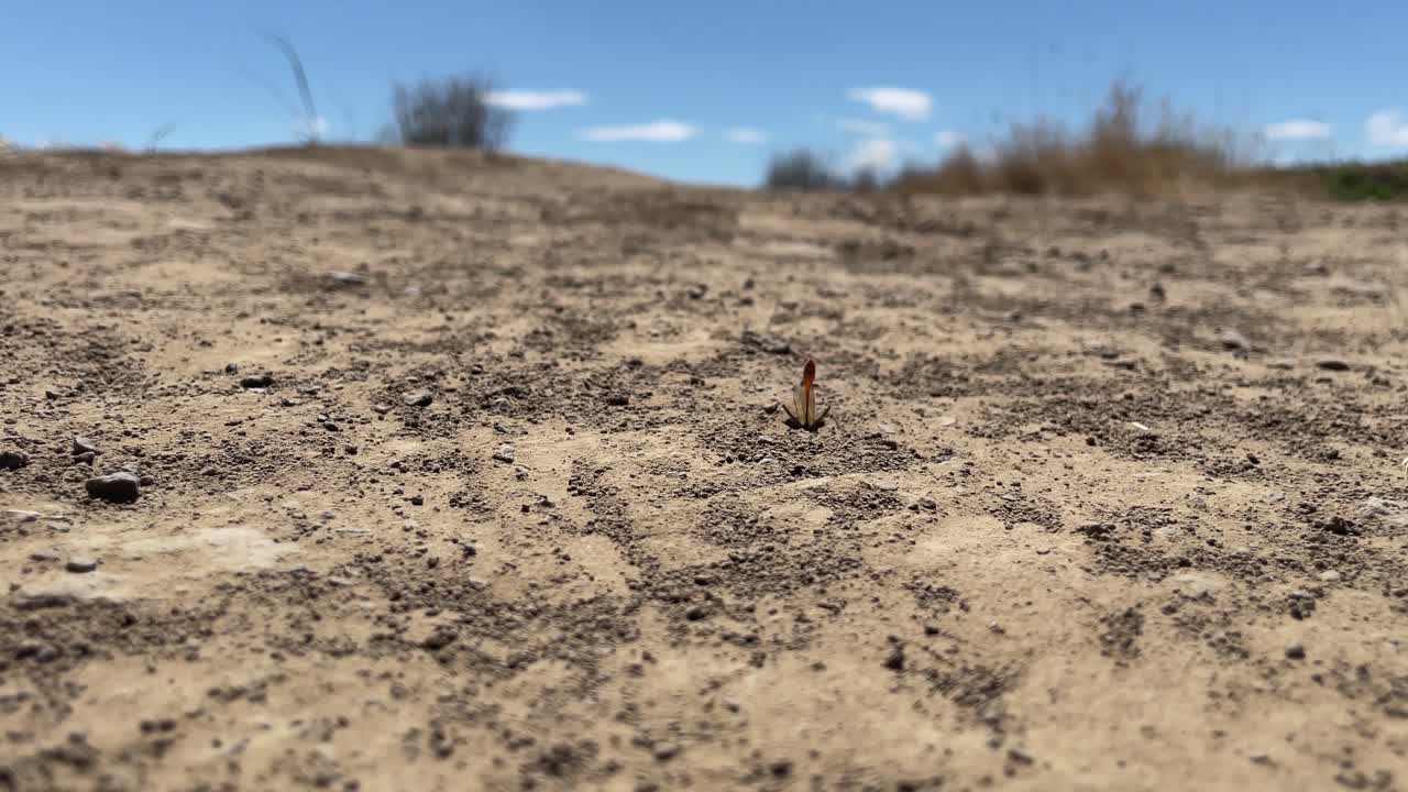 매크로 클로즈업 뷰:  ⁇ 은 줄무 ⁇  모래벌레가 땅 속 구 ⁇ 으로 기어 들어간다