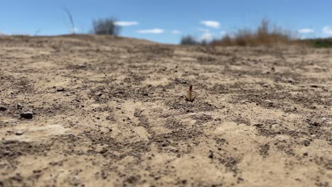 Macro-close-up-view:-Red-banded-Sand-Wasp-crawls-into-hole-in-ground