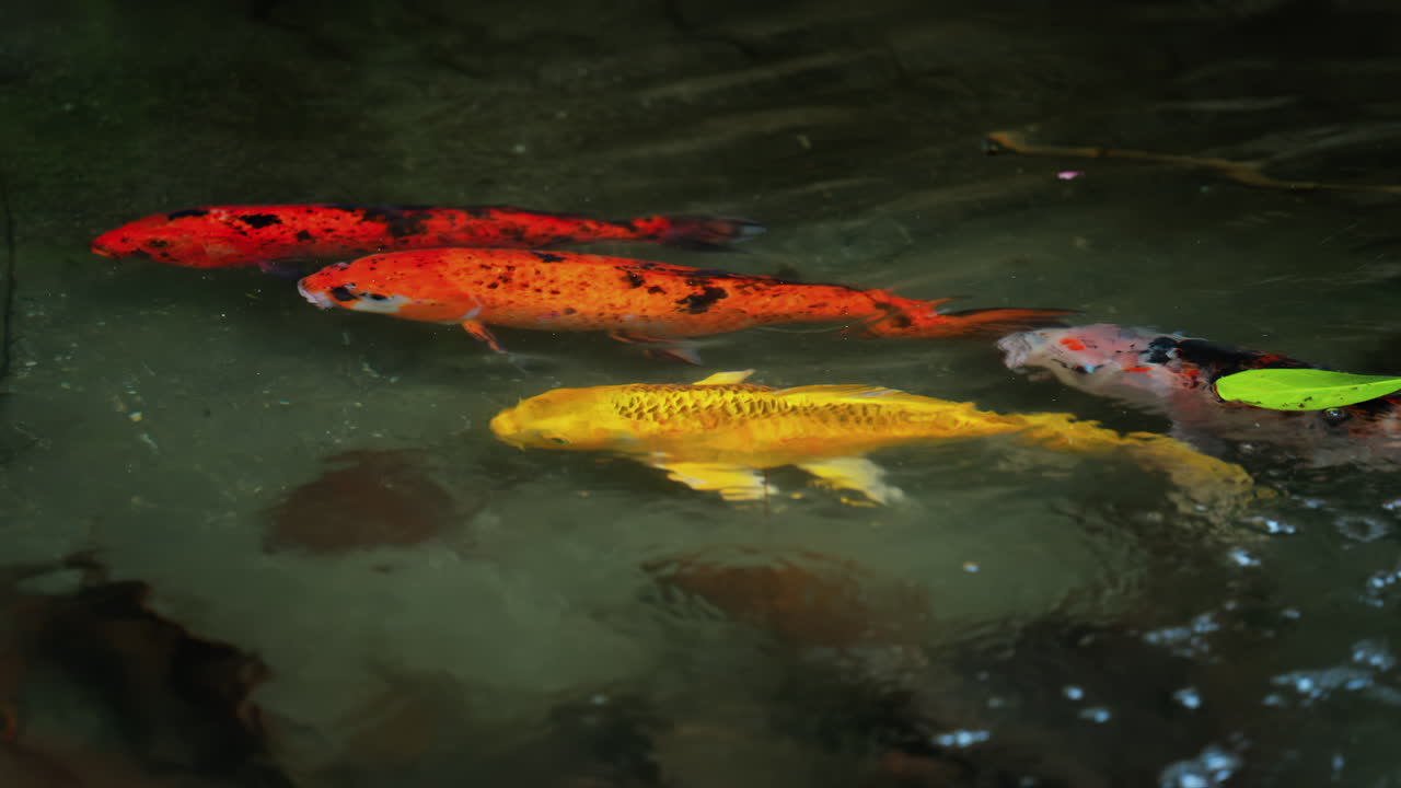 Close up of Koi fish in the water