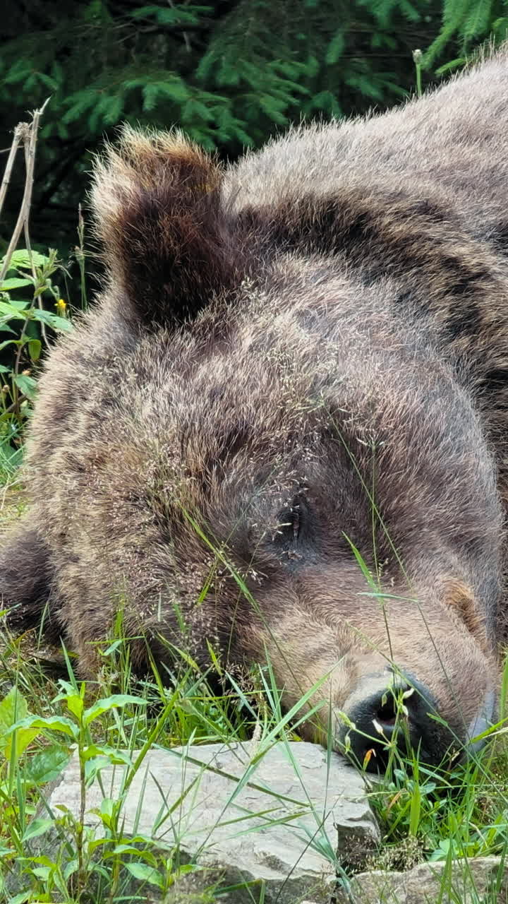 Un primo piano del volto di un orso bruno mentre riposa pacificamente tra l'erba verde e il fogliame in un