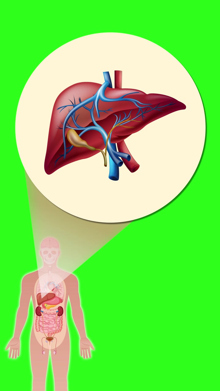 Animation transitions from a full human silhouette to internal organs, zooming in on the liver with a spotlight effect and anatomical detail on a green background