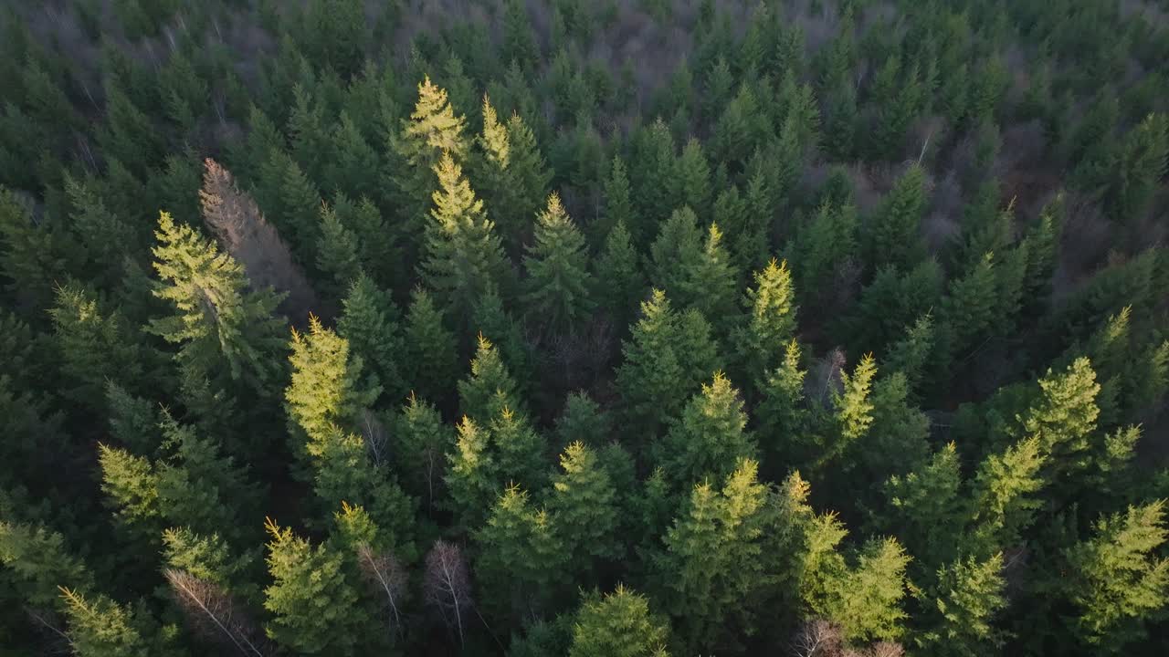 A dense forest with green and yellow trees during daytime, aerial view