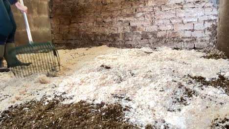 girl spreading horse bedding shavings in the stables box using a pitchfork