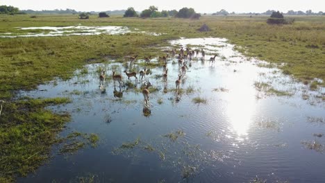 lechwe relaxing and running through water in the botswana okavango delta, aerial