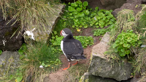 Papageitaucher-Auf-Einer-Klippe,-Der-Andere-Vögel-Ruft,-Stabile-Aufnahme