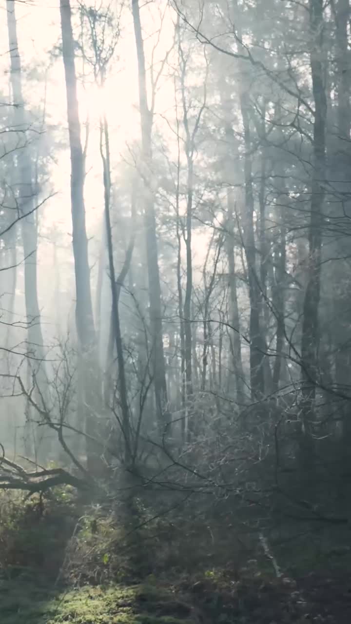 Misty Forest Sunlight