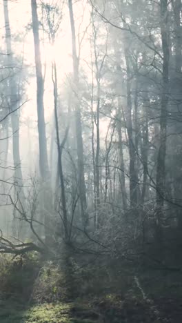 misty forest sunlight