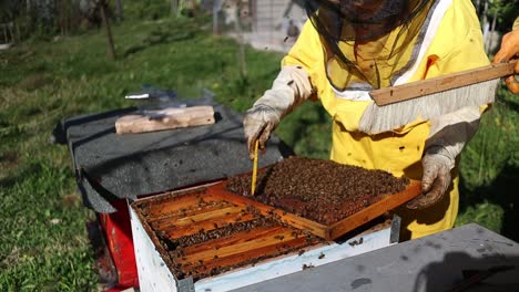 Beekeepers-working-with-honey-bees-at-a-bee-farm-apiary,-Central-Italy