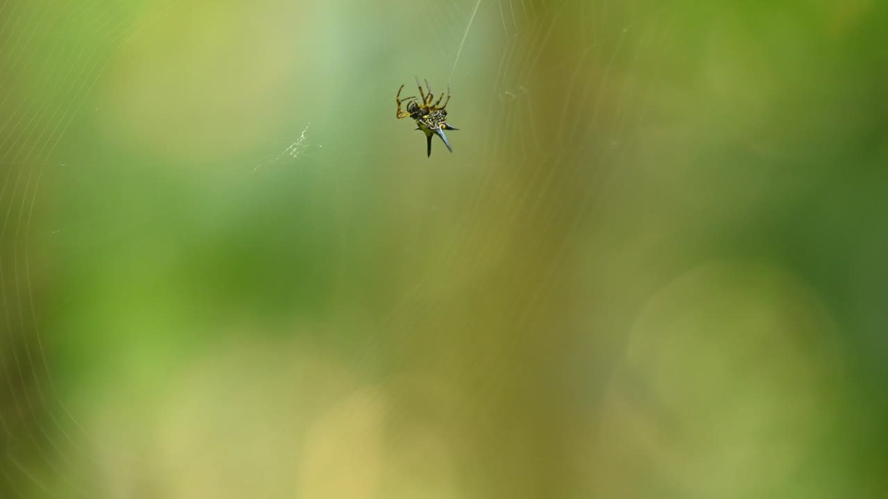 가시 orb-weaver, gasteracantha, 태국