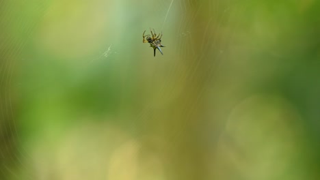 Spiny-Orb-weaver,-Gasteracantha,-Thailand