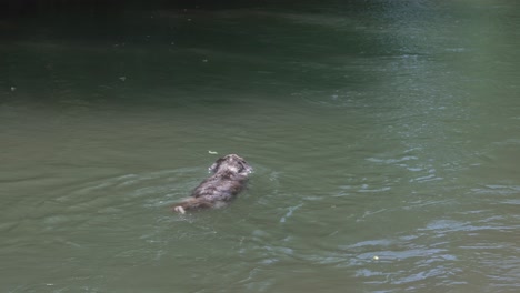 Australian-Shepard-swimming-in-Eleven-Point-River,-Thomasville-Missouri