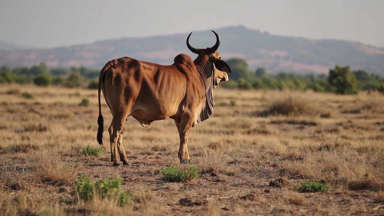 Indian Zebu Cow in a Field