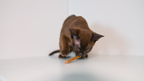 burmese kitten licks tasty pet stick. adorable cute animal on white background. chocolate burma breed. front video.