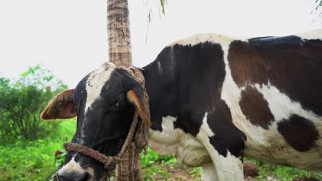 vaca india