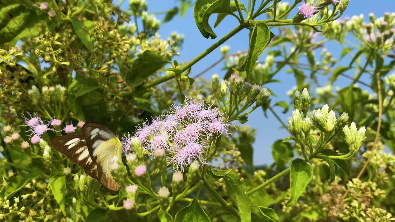 Bengal albatross butterfly seeking pollen and feeding from colourful lavender Siam weed flowers
