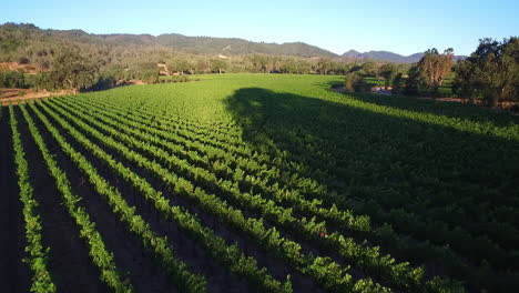 a high aerial over rows of vineyards in northern california's sonoma county  5