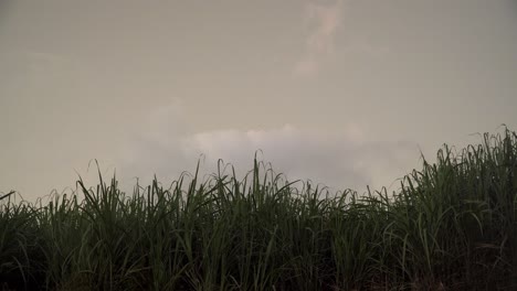 Sugar-cane-leafs-dancing-in-the-wind-with-a-cloudy-background