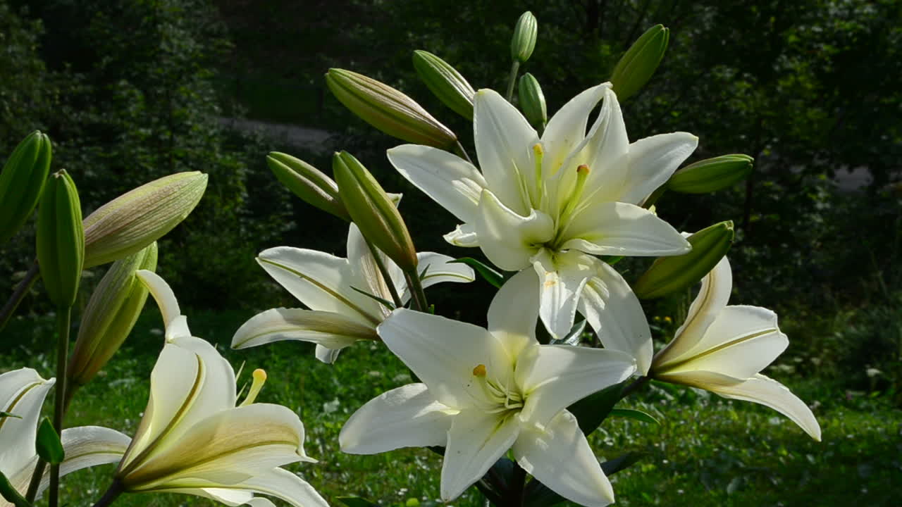 Blomster i en have. Blomster foran huset, sommer