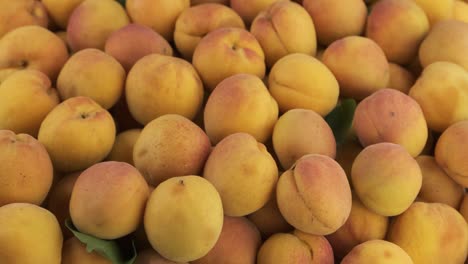 vertical panorama of a heap of fresh, ripe apricots