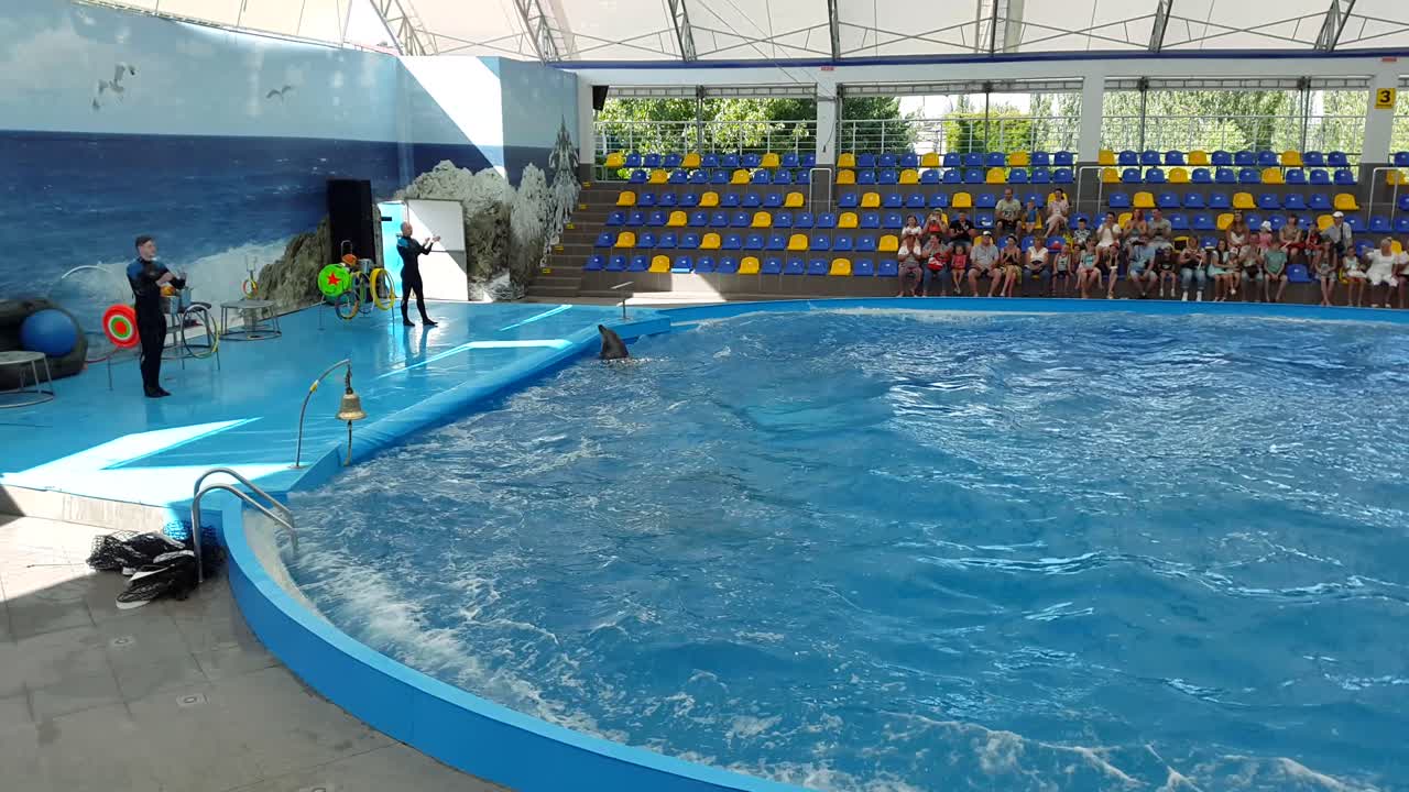 Odessa, Ukraine - August 2017: Dolphins play in the Dolphinarium. Representation in the Dolphinarium. Show of dolphins.