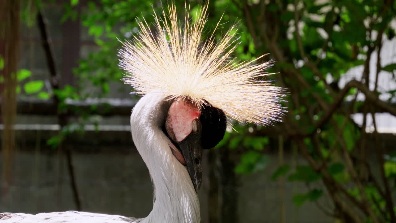 Turning its head around and bowing slightly as it closes its eye, an African crowned crane, Balearica regulorum shows off its crest.