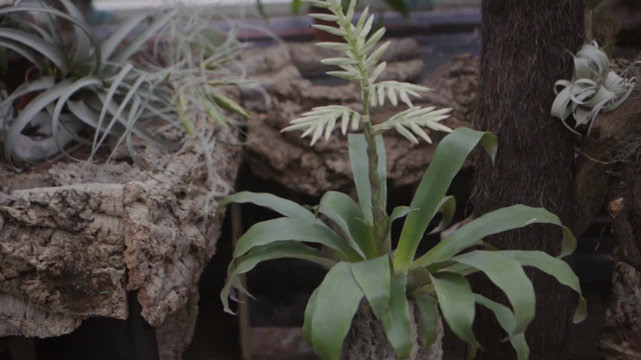 온실의 녹색 열대 식물과 잎