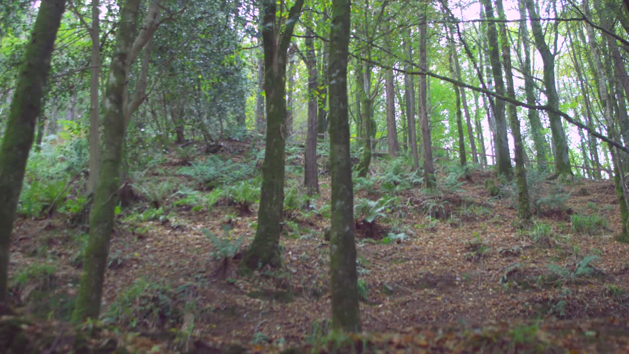 área boscosa pacífica