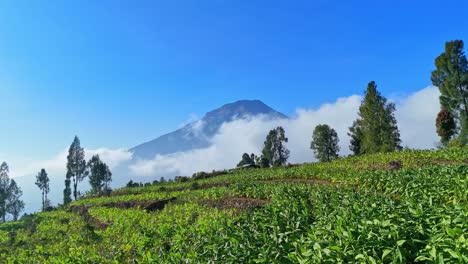 amazing sunny day over the harvest and mount sumbing in the background