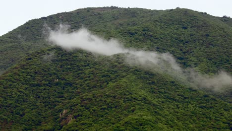 paisaje de bosque de montaña brumoso