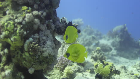 yellow butterfly fish of the red sea staying in couples in the coral reef