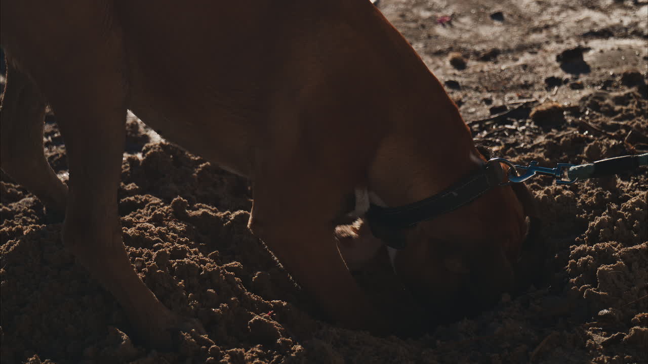 Brown dog digging through the wet sand at the beach